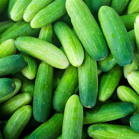 6 Popular Cucumber Varieties and How to Use Them