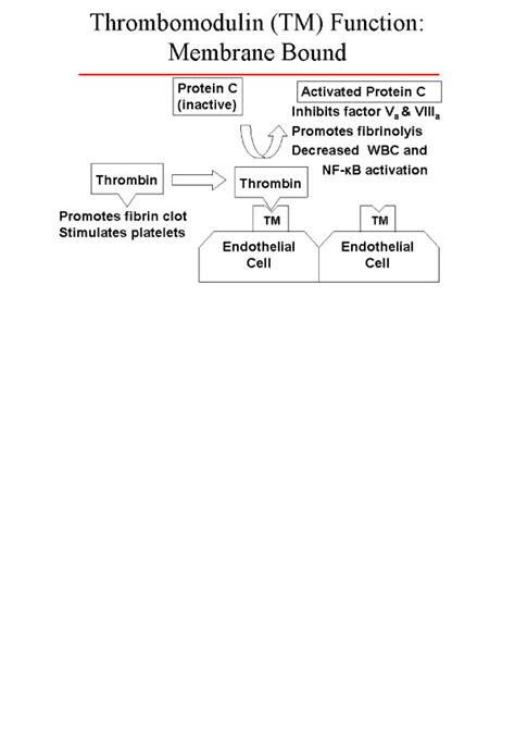 Thrombomodulin / Protein-C relationships and function | Download ...