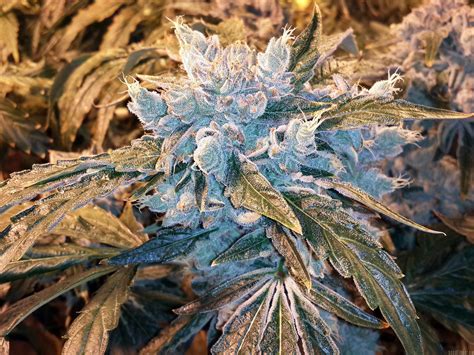 Strain-Gallery: Skywalker Kush (Reserva Privada) PIC #20061665360512801 by grinspoon