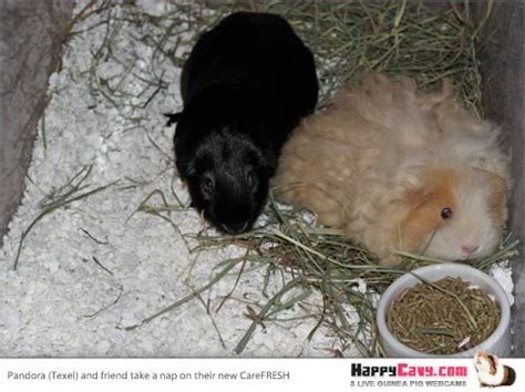 Pin on Guinea Pig Habitat