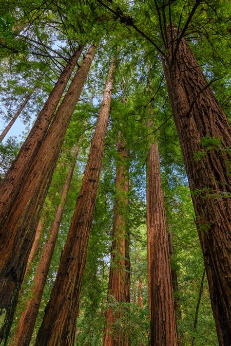 Muir Woods Looking Up Tall Redwood Trees Fine Art Print | Photos by Joseph C. Filer