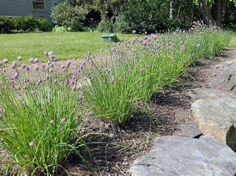 Herb of the Week: Chives! | Berkshire Botanical