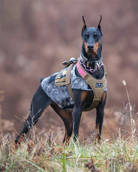 K9 Tabitha DOBERMANN PINSCHER 📸 by @osaki022 #k9tabitha # ...