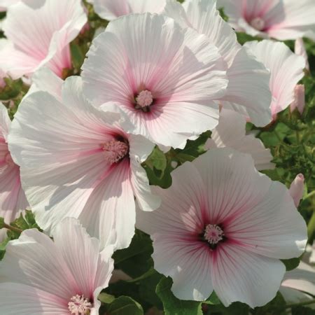 LAVATERA SEEDS | PINK BLUSH | New & Featured Flowers