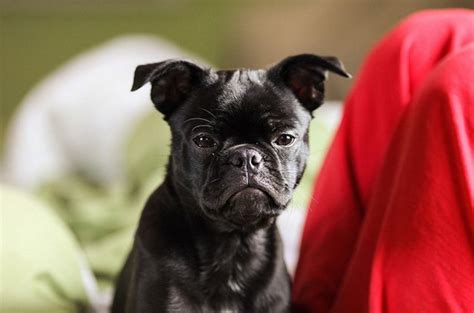 Frug Dog Breed Health, Temperament, Training, Feeding and Puppies ...