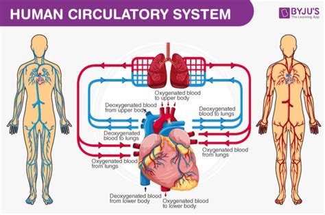 Human Body - Anatomy and Physiology of Human Body