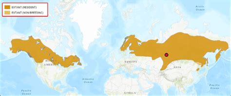 The range of the Northern Hawk Owl (Surnia ulula) on data: BirdLife ...