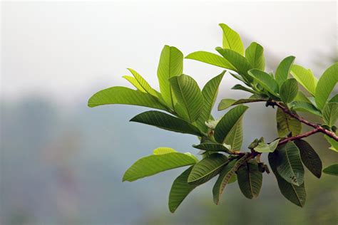 Free stock photo of Guava leaves