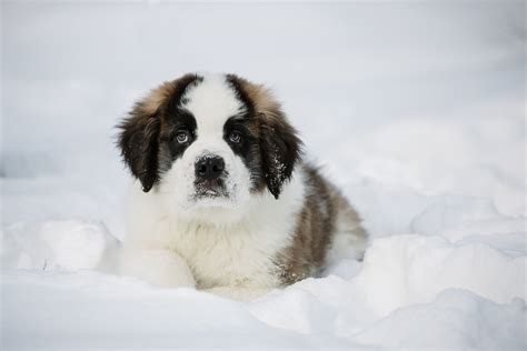 Rare St. Bernard-Poodle Mix Puppy Is a Sight to Behold - Pet News