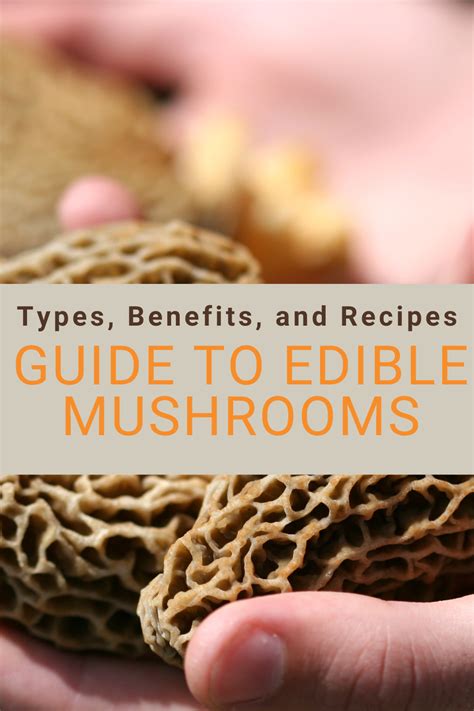 Guide to Edible Mushrooms: Types, Benefits, and Recipes