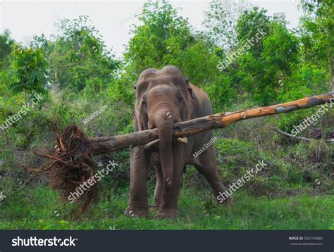 Elephant lifting trunk Images, Stock Photos & Vectors | Shutterstock