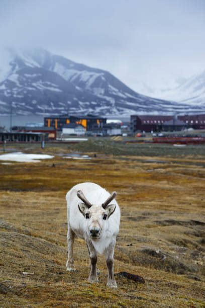 370+ Svalbard Reindeer Stock Photos, Pictures & Royalty-Free Images - iStock