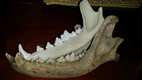 Wolf Jaw Bone Id - Fossil ID - The Fossil Forum