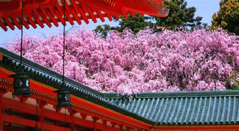 Popular 50 spots for cherry blossom viewing in Kyoto. [vol.1]