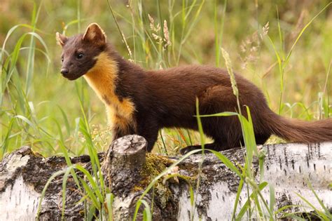 Pine Marten facts - Protect the Wild