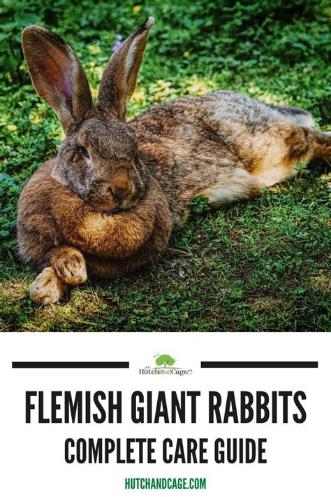 Flemish giant rabbit diet – Artofit