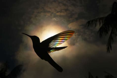 Amazing Shots of a Rainbow Hummingbird Captures Natural Phenonmena