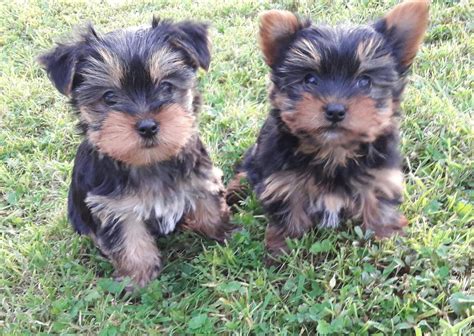 mini yorkshire terrier puppies (miniature yorkie) can be kc | in ...