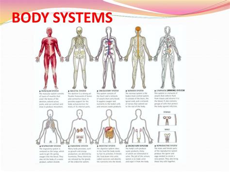 Different Human Body Systems