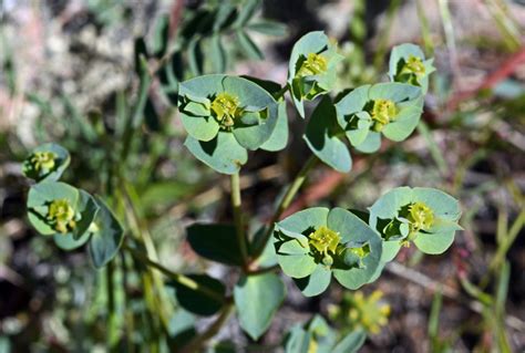 Euphorbia brachycera (Euphorbiaceae) image 126019 at PhytoImages.siu.edu