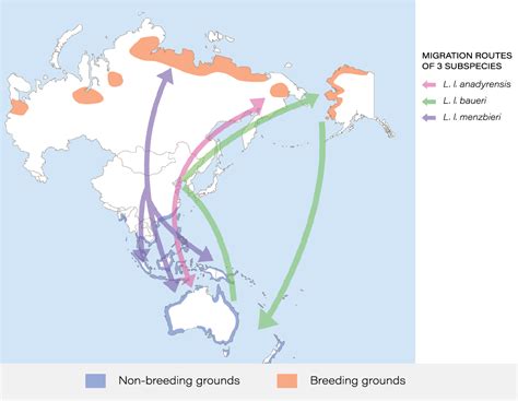 Bar Tailed Godwit Migration Map