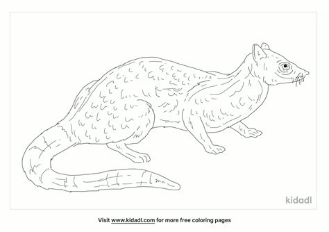 Free Spotted Linsang Coloring Page | Coloring Page Printables | Kidadl