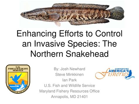 (PDF) Enhancing Efforts to Control an Invasive Species: The Northern ...