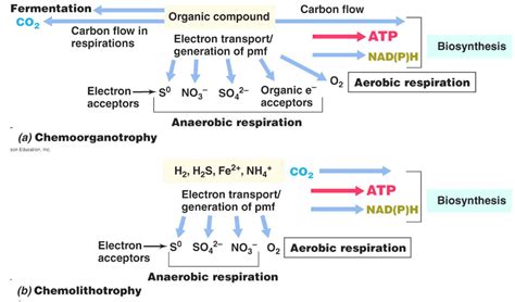 Chapter 12 Biogeochemistry | BS2002: Microbiology