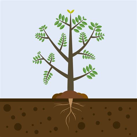 Tree with roots in soil. Plant in garden nature. tree growing in the ground agricultural ...