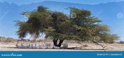 Herd of Antelopes Resting Under Big Acacia Tree in Desert Stock Image ...