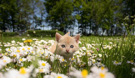 Kitten and daisies - a photo on Flickriver