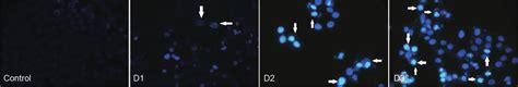 DAPI-stained cells for the detection of DNA damage (Fluorescence... | Download Scientific Diagram