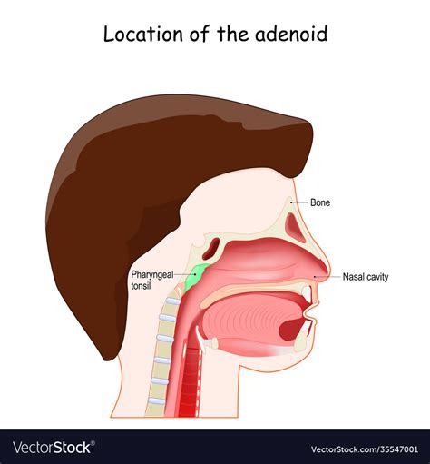 Adenoid location lymphatic system Royalty Free Vector Image