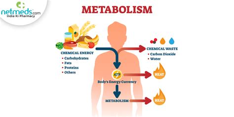 What Is Metabolic Reaction? Understand Types And Effective Ways To Regulate This Vital Bodily ...