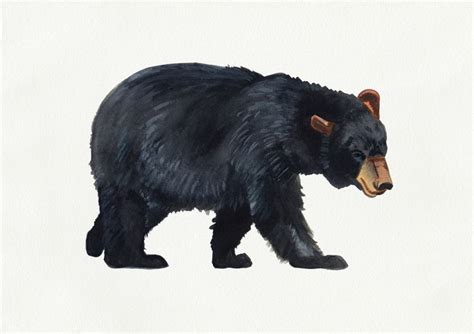 Watercolour Black Bear Drawing Art Print by Emma Fitzgerald | Black ...