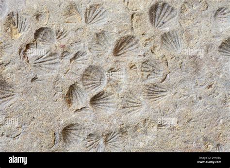 small shell imprint fossils in shale rock Stock Photo: 68321217 - Alamy