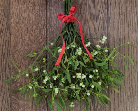 Kent at Christmas: Mistletoe harvesting, winter gardening and winter walks and gifts at ...