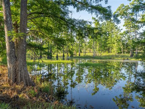 Sam Houston Jones State Park Rebounds | The Heart of Louisiana