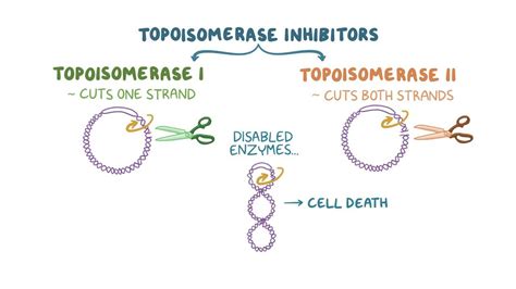 Topoisomerase inhibitors: Video, Anatomy & Definition | Osmosis