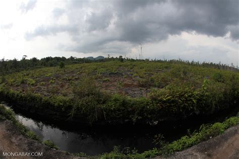 Drained peatland in Borneo