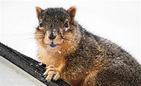 SQUIRREL IN SNOW by Eric Litra / 500px