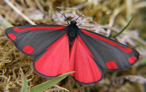 Red and Black butterfly | Alva & Jaleit... | Pinterest