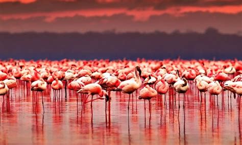 Lake Nakuru | The Amazing Lake in Lake Nakuru National Park