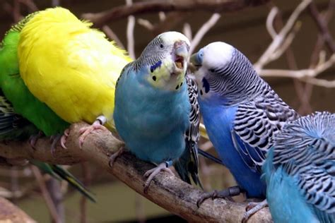 13 Different Types Of Talking Birds - Tededer.com