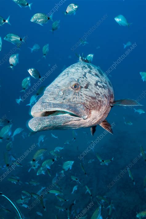 Potato Grouper - Stock Image - C031/8890 - Science Photo Library