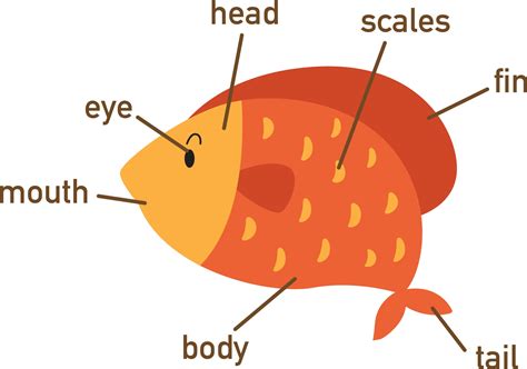 Illustration of fish vocabulary part of body.vector 2926211 Vector Art ...