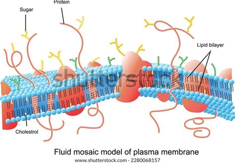 Plasma Membrane Fluid Mosaic Model Plasma Stock Vector (Royalty Free ...