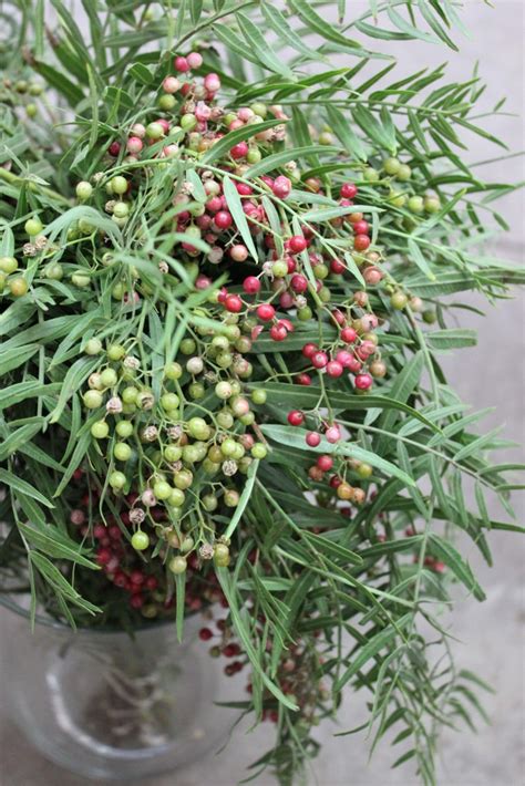 Pepperberry | Stevens and Son Wholesale Florist