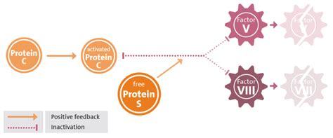 Free Protein S - Advanced Thrombophilia Diagnosis