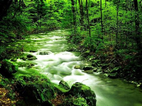 Free download Green nature wallpaper free wallpapers download wallpaper ...